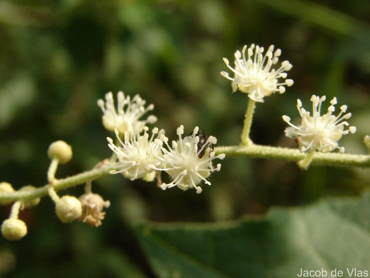 Croton aromaticus L.